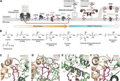 Fine-tuned protein-lipid interactions in biological membranes: exploration and implications of the ORMDL-ceramide negative feedback loop in the endoplasmic reticulum